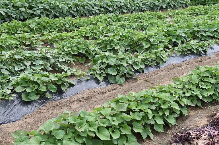 متطلبات تربة البطاطا الحلوة، وإعداد التربة، وزراعتها